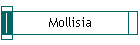 Mollisia