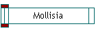 Mollisia