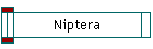 Niptera