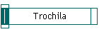 Trochila