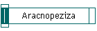 Aracnopeziza