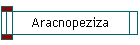 Aracnopeziza