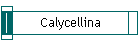 Calycellina