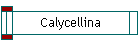 Calycellina