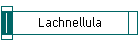 Lachnellula