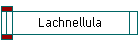 Lachnellula