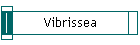 Vibrissea