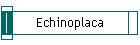 Echinoplaca