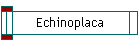 Echinoplaca