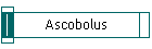 Ascobolus