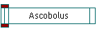 Ascobolus