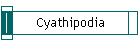 Cyathipodia