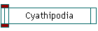 Cyathipodia