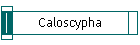 Caloscypha