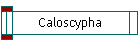 Caloscypha