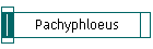 Pachyphloeus