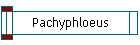 Pachyphloeus