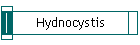 Hydnocystis