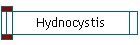 Hydnocystis