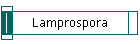 Lamprospora