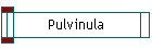 Pulvinula