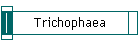 Trichophaea