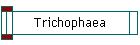 Trichophaea