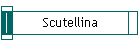 Scutellina