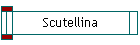 Scutellina