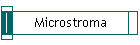 Microstroma