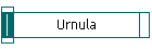 Urnula