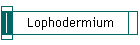 Lophodermium