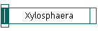 Xylosphaera