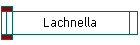 Lachnella