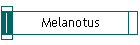 Melanotus