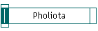 Pholiota