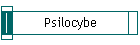 Psilocybe