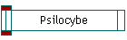 Psilocybe