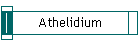 Athelidium