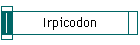 Irpicodon