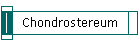 Chondrostereum