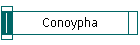 Conoypha