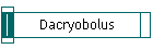 Dacryobolus