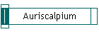 Auriscalpium