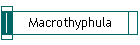 Macrothyphula