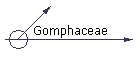 Gomphaceae