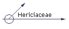 Hericiaceae