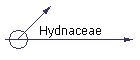 Hydnaceae