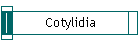 Cotylidia