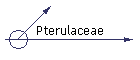 Pterulaceae